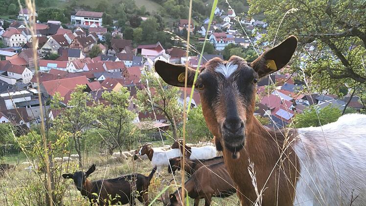 Ziegen leisten einen großen Beitrag zum Landschaftsschutz, wenn sie allerdings Weinbergsmauern und Böschungen beschädigen oder Obstbäume entrinden, ärgert das Grundstücksbesitzer. Foto: Ralf Ruppert
