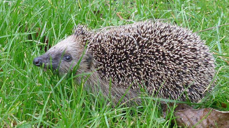 Bei der Traumgarten AG fühlt sich auch der Igel wohl.