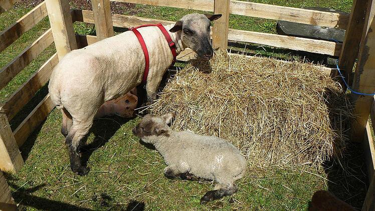 Die Schafe fühlten sich wohl in der Sonne - wenn sie sich denn blicken ließ.