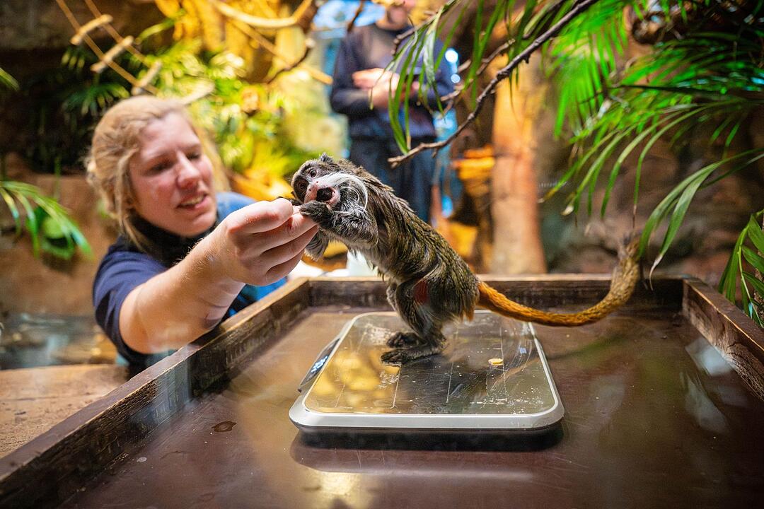 Tierinventur im Zoo am Meer