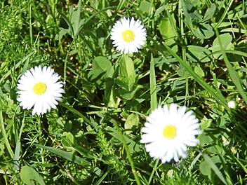 Die Gänseblümchen blühen.  Foto: Carmen Schwind