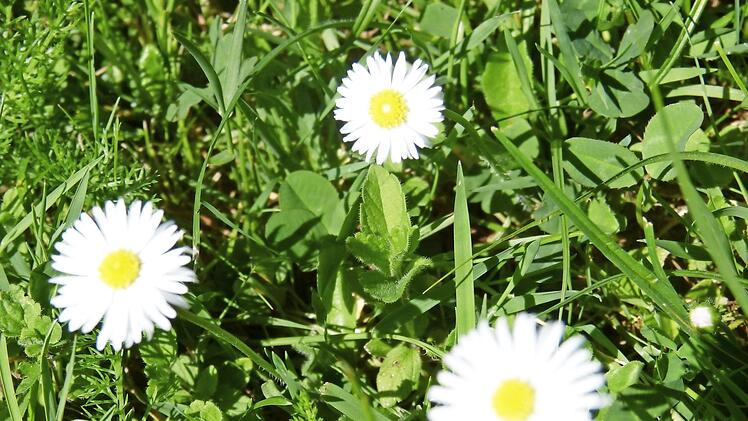 Die Gänseblümchen blühen.  Foto: Carmen Schwind