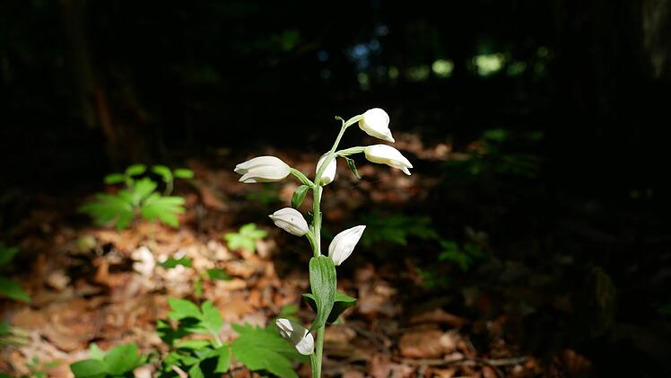 Das Waldvögelein ist eine Orchideenart, die derzeit blüht.  Heike Beudert