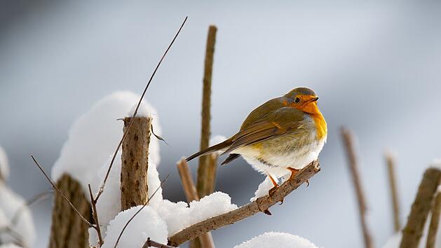 V&ouml;gel nisten sich gerne &uuml;ber die kalte Jahreszeit in Geh&ouml;lzen ein