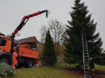 Der Baum für München wird abgeholt. Fabian Nöth