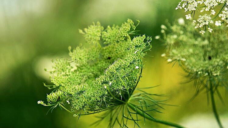 Ab jetzt wird's gefährlich: Petersilienblüte
