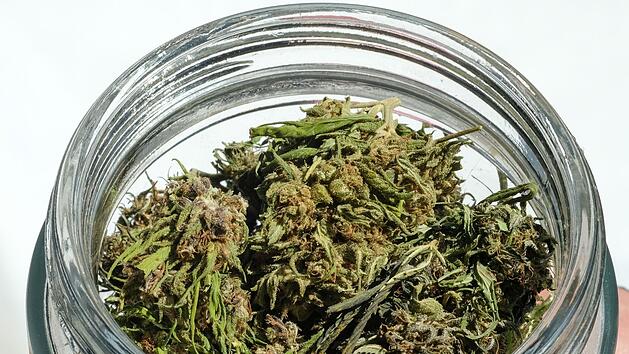Cannabis