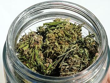 Cannabis