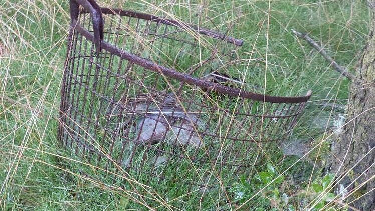 Einen Drahtkorb mit Metallresten hat Gerhard Zeitler am Rande eines Waldstückes gefunden. Foto: Klaus-Peter Wulf