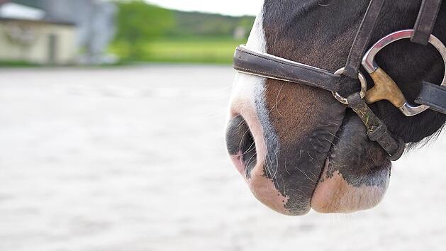 W&auml;hrend das Herpes-Virus nach Ausbruch beim Menschen f&uuml;r Bl&auml;schen am Mund sorgt, verursacht es bei Pferden unter anderem Fieber, Husten und Totgeburten.