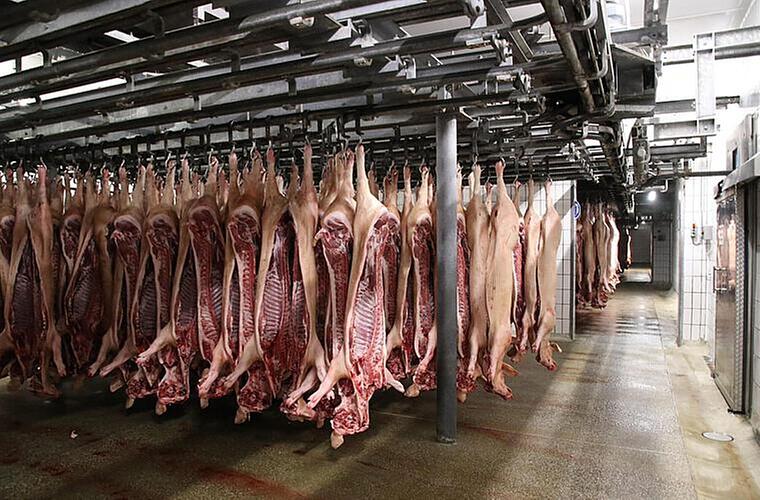 Schlachthof Bamberg: Bund Naturschutz kritisiert "Massenschlachtungen" - und stellt Forderung