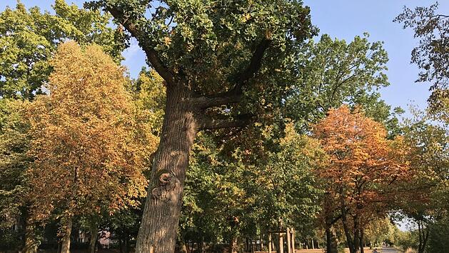 Mitten im August pr&auml;sentiert sich der Luitpoldhain am Kunigundendamm wie im Oktober. Nicht mehr nur Birken und Ahornb&auml;ume lassen die Bl&auml;tter fallen, auch Linden und sogar Eichen sind im Hitzestress.   Foto: Michael Wehner