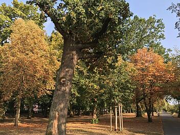 Mitten im August präsentiert sich der Luitpoldhain am Kunigundendamm wie im Oktober. Nicht mehr nur Birken und Ahornbäume lassen die Blätter fallen, auch Linden und sogar Eichen sind im Hitzestress.   Foto: Michael Wehner
