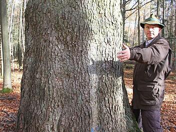 Die 300 Jahre alte Weißtanne ist einer der Lieblingsbäume von Förster Erich Daum. Sie hat einen Stammumfang von über vier Metern. Fotos: Mathias Erlwein