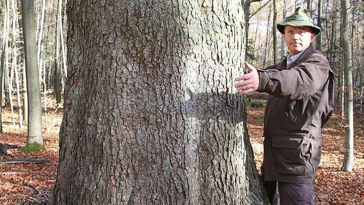 Die 300 Jahre alte Weißtanne ist einer der Lieblingsbäume von Förster Erich Daum. Sie hat einen Stammumfang von über vier Metern. Fotos: Mathias Erlwein