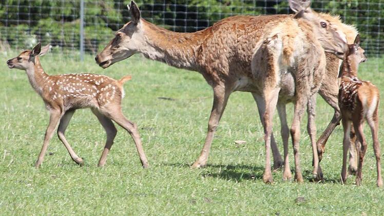 Zwei Hirschkühe und ihre Kitze.  Foto: Friedwald Schedel