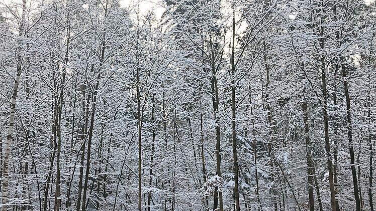 Im Wald herrschte tiefer Winter.