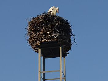 Seit Montagmorgen wieder daheim in Kaltenbrunn im Itzgrund: der Storch auf dem Schlot der Brauerei Schleicher. - Foto: Berthold Köhler