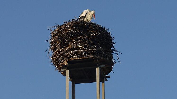 Seit Montagmorgen wieder daheim in Kaltenbrunn im Itzgrund: der Storch auf dem Schlot der Brauerei Schleicher. - Foto: Berthold Köhler