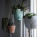 Wer nicht so viel Platz auf der Fensterbank oder Regalen hat, kann seine Pflanzen auch einfach aufhängen. Unsere Gartenbloggerin gibt Tipps für die Auswahl. Bild: skyladesign/ unsplash.com