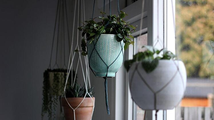 Wer nicht so viel Platz auf der Fensterbank oder Regalen hat, kann seine Pflanzen auch einfach aufhängen. Unsere Gartenbloggerin gibt Tipps für die Auswahl. Bild: skyladesign/ unsplash.com