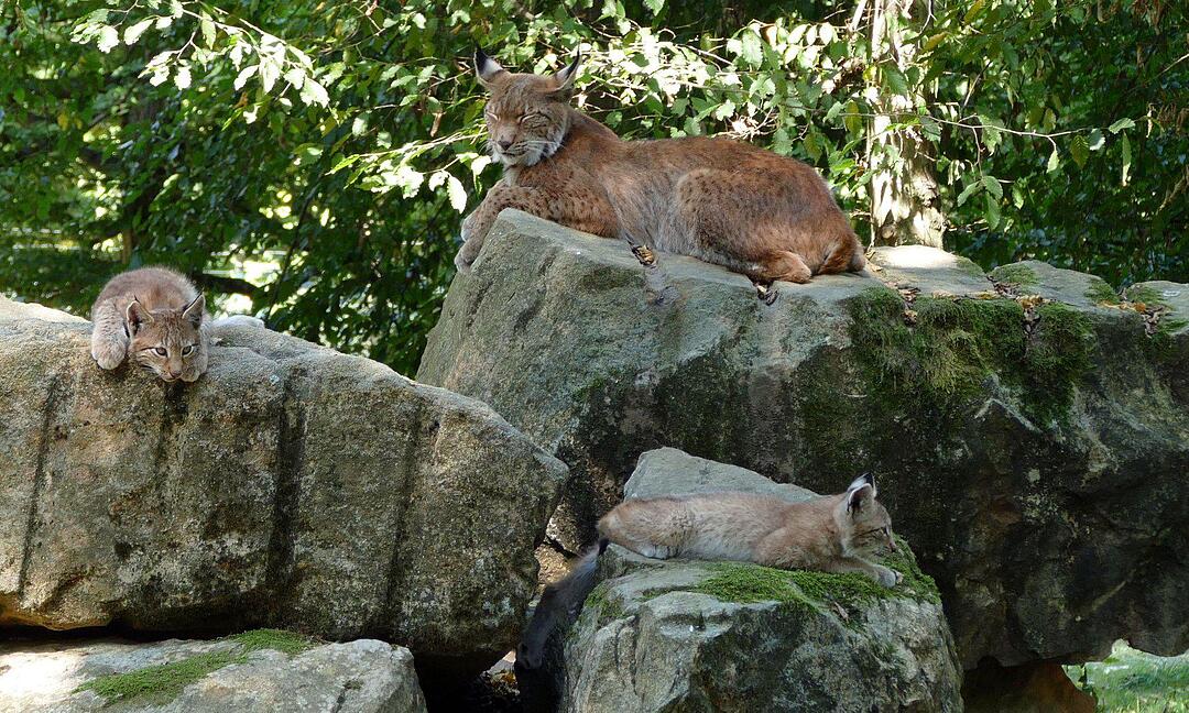 Ein Besuch im Wildtierpark Schloss Tambach. Danke an inFrankenPix-Nutzer herzolife!
