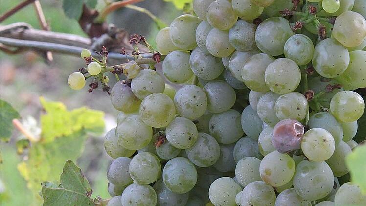 Der Wein spielt in der Hammelburger Marktbeschreibung vor über 1230 Jahren eine untergeordnete Rolle.