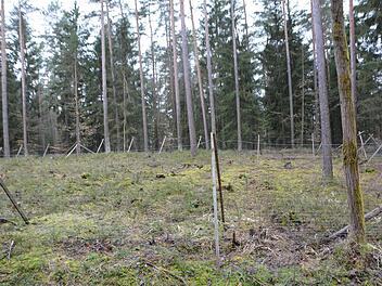 Hier wurde nicht Wald mutwillig zerstört - ganz im Gegenteil. Auf freien Flächen, auf denen vorher kranke Fichten standen, experimentieren die Forstexperten mit neuen Baumarten, die den Klimawandel besser verkraften.