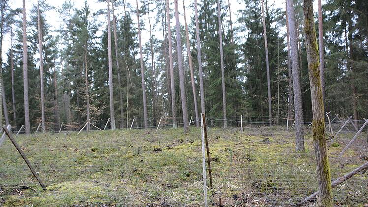 Hier wurde nicht Wald mutwillig zerstört - ganz im Gegenteil. Auf freien Flächen, auf denen vorher kranke Fichten standen, experimentieren die Forstexperten mit neuen Baumarten, die den Klimawandel besser verkraften.