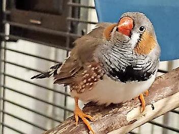 Jonas sucht ein neues Zuhause.