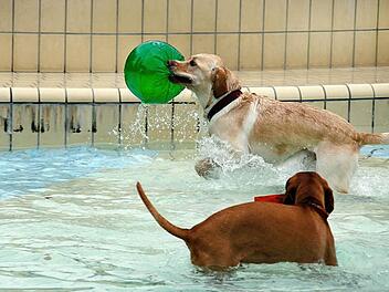 Mit und ohne Spielzeug machte den Hunden der Hundebadetag Spaß. Fotos: Matthias Hoch