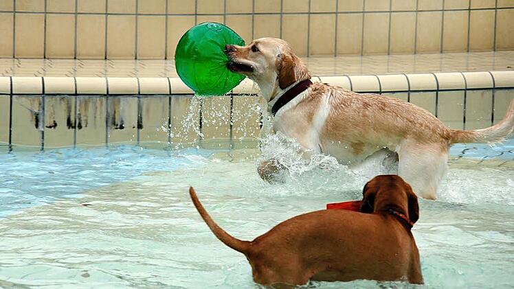 Mit und ohne Spielzeug machte den Hunden der Hundebadetag Spaß. Fotos: Matthias Hoch