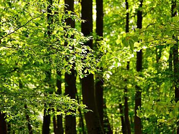 Bamberg: Ideen für den Klimaschutz gesucht - Stadt lädt zu Informationsveranstaltung Bamberg: Ideen für den Klimaschutz gesucht - Stadt lädt zu Informationsveranstaltung