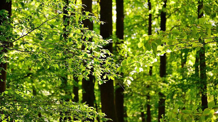 Bamberg: Ideen f&uuml;r den Klimaschutz gesucht - Stadt l&auml;dt zu Informationsveranstaltung