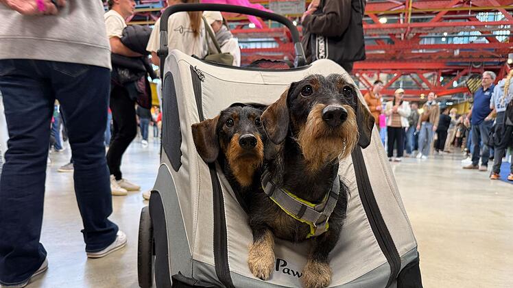 Hundemesse &laquo;DogWorld&raquo; mit Dackelrennen