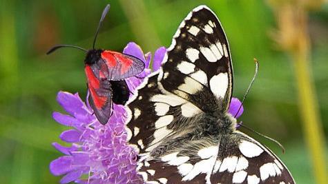Der Schachbrettfalter, hier neben einem Widderchen auf einer Blüte, ist der Schmetterling des Jahres 2019.  Foto: Werner Knoth