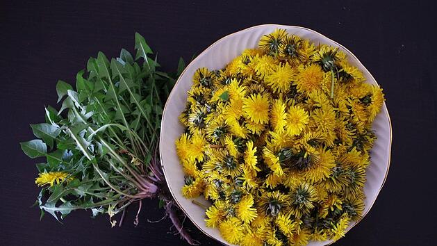 Löwenzahn auf dem Teller statt im Mülleimer: Unser Gartenexperte verrät, wie Sie ihn am besten zubereiten. Symbolbild: Ajale/pixabay.com