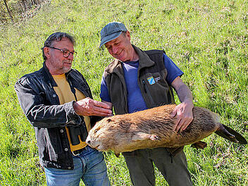 Baumeister mit Biss: Die Biber im Kleinziegenfelder Tal