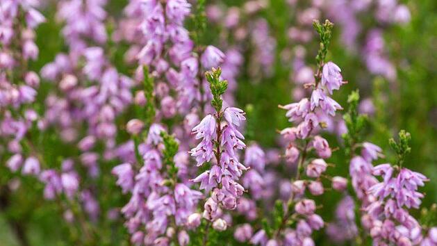 Die Schneeheide erfreut uns momentan mit ihren strahlenden Farben - doch die Pflanzen gefallen nicht nur Menschen. Symbolfoto: pixabay.com/KevinLindemann