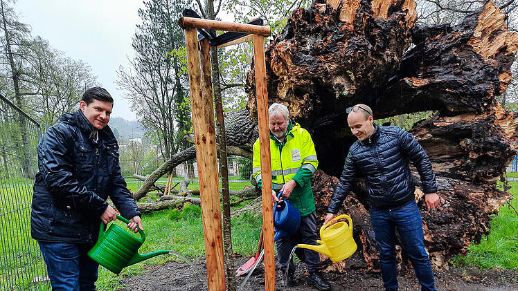 Coburg: Oberb&uuml;rgermeister pflanzt &bdquo;Green-Deal-Linde&ldquo; im Hofgarten