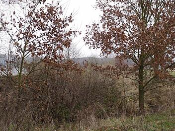 Südecke des Neuweihers, der Ausgangspunkt des Südableiters