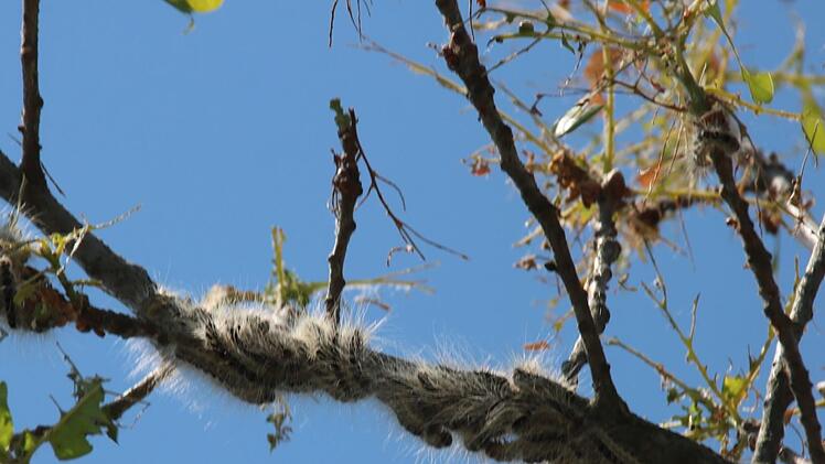 Die Raupen an einem Eichenast.Matthias Einwag