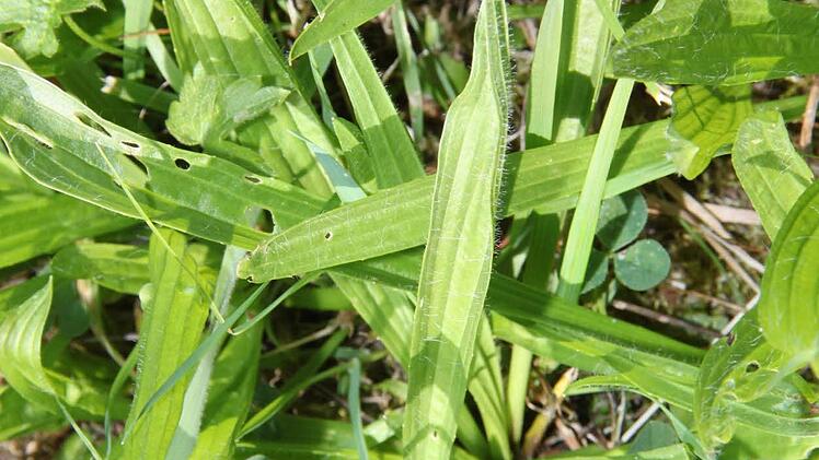 Spitzwegerich: wirkt gut als Hustensaft, hat desinfizierende und schleimlösende Wirkung. Bei Stichen und kleinen Wunden zerreiben und auftragen.