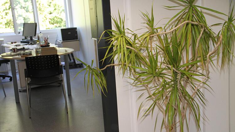 Selbst die Palme musste umziehen.