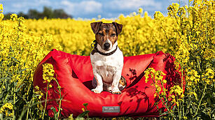 Transportlösungen_Dogstyler