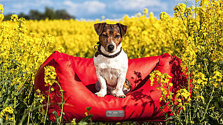 Transportlösungen_Dogstyler