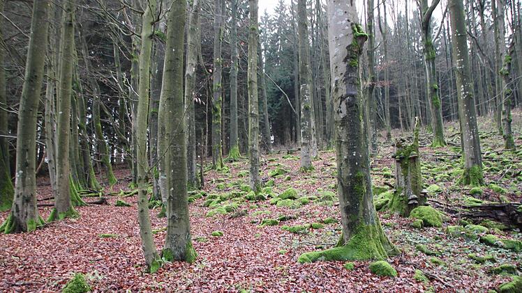 Auf dem Farnsberg in der Nähe des Würzburger Hauses gibt es auch eine Kernzone.