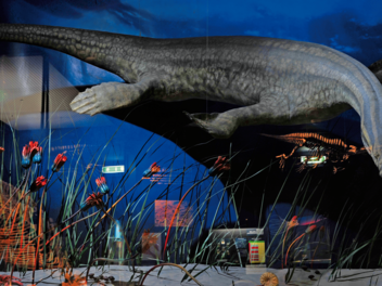 Im Urwelt-Museum Oberfranken gibt es viele lebensgro&szlig;e Modelle von Dinosauriern.