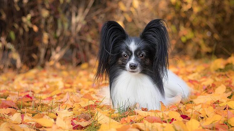 Der Papillon hat seinen Namen bezüglich seiner Ohren, die an einen Schmetterling erinnern.