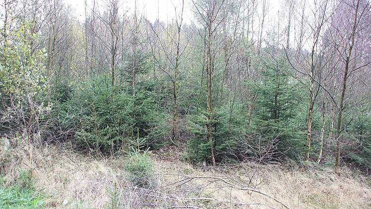 Hier war einmal ein Minenfeld. Foto: Friedwald Schedel